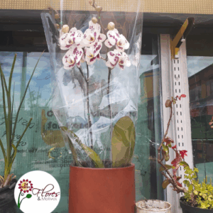 Orquídeas para toda ocasión